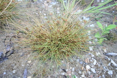 Fimbristylis vahlii