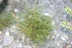 Fimbristylis vahlii