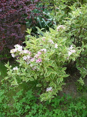 Weigela florida