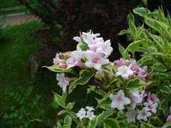 Weigela florida
