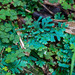 Selaginella uncinata - Photo (c) Jianstargazer,  זכויות יוצרים חלקיות (CC BY-NC), הועלה על ידי Jianstargazer