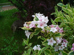 Weigela florida