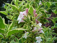 Weigela florida