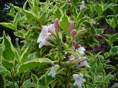 Weigela florida