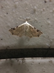 Prolophota trigonifera