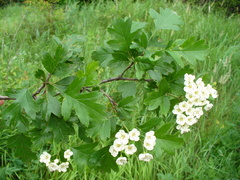 Crataegus