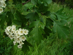 Crataegus