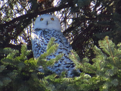 Bubo scandiacus image