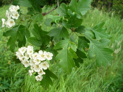 Crataegus