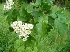 Crataegus