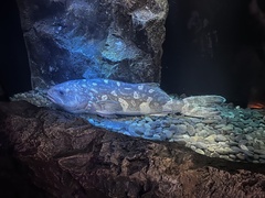 Skilfish photo 1