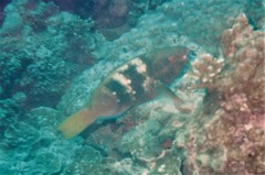 Scarus ferrugineus