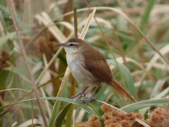 Curve-Billed Reedhaunter photo 4