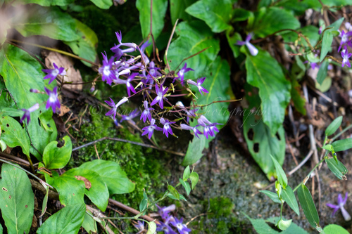 Oreocharis auricula var. auricula