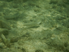 Valenciennea longipinnis