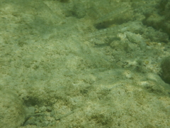 Valenciennea longipinnis