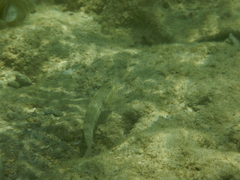 Valenciennea longipinnis