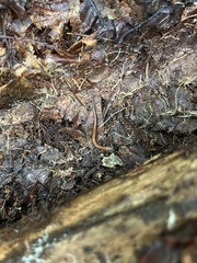 Plethodon cinereus image
