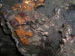 Taurulus bubalis