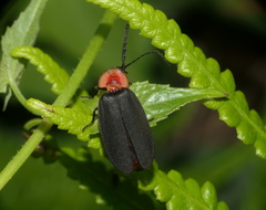 Pyrocoelia sanguiniventer