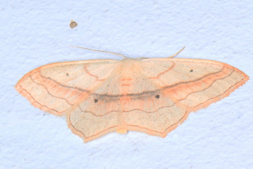 Scopula imitaria