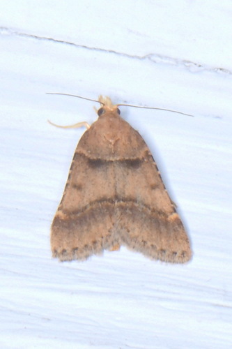 Stemmatophora brunnealis