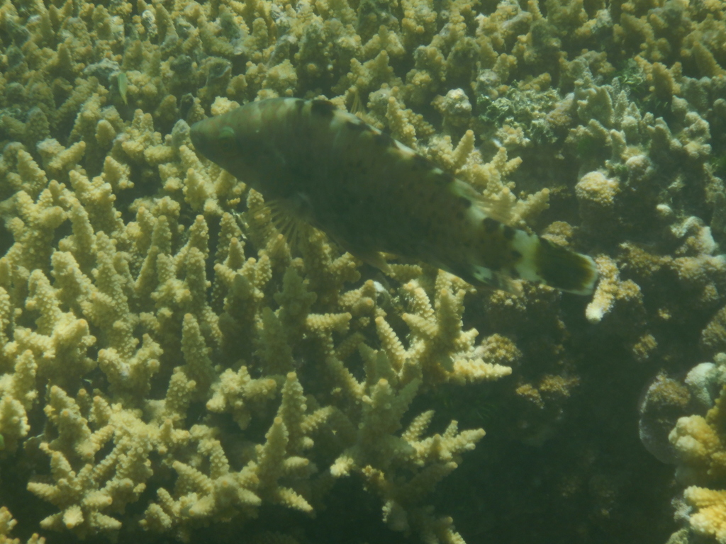 Floral wrasse