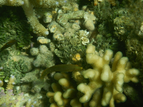 Halichoeres melanurus