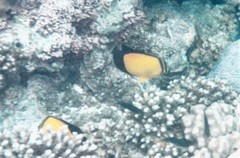 Chaetodon melapterus