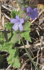 Verbena plicata