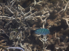 Abudefduf whitleyi