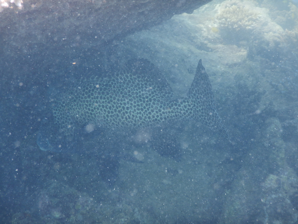 Harlequin Sweetlips
