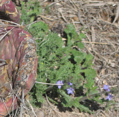 Verbena plicata