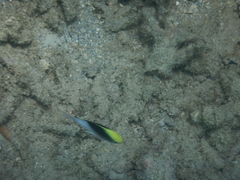 Chrysiptera rollandi