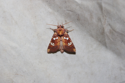 Dogbane Stem Borer Moth photo 4