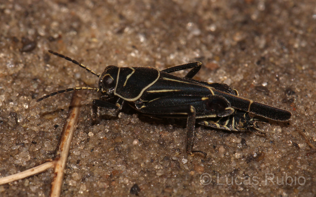 Ripipteryx notata