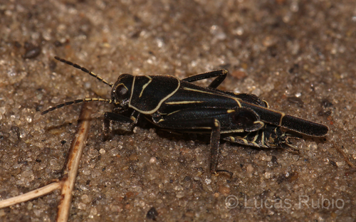 Ripipteryx notata