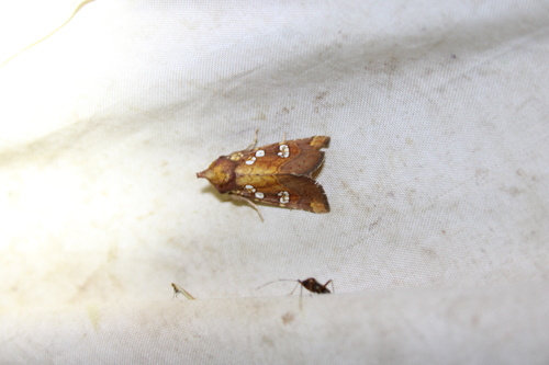 Dogbane Stem Borer Moth photo 3