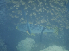 Plectorhinchus lineatus