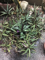 Tradescantia spathacea