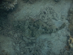 Cymbacephalus
