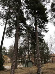 Pinus sylvestris