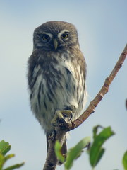 Glaucidium nana
