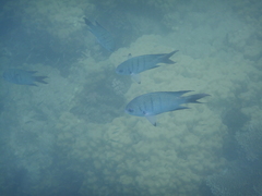 Abudefduf whitleyi