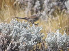 Leptasthenura aegithaloides