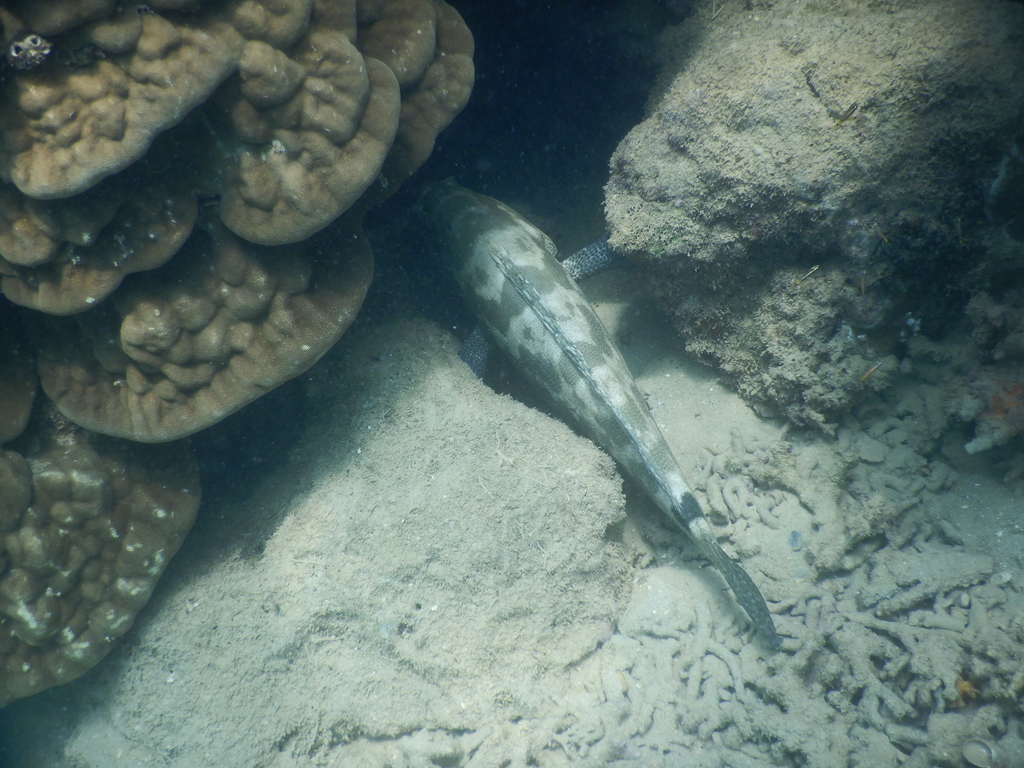 Camouflage grouper