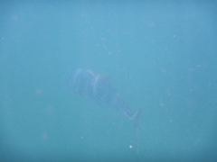 Caranx papuensis