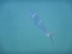 Caranx papuensis