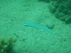Ptereleotris microlepis