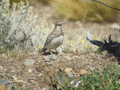 Thinocorus rumicivorus